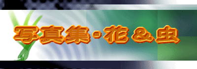 ʐ^WEԁ